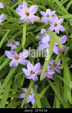 Tristagma uniflorum / Ipheion uniflorum ‘Charlotte Bishop’ fleur de printemps blanche – fleurs en forme d’étoile rose et feuillage herbacé, mars, Angleterre, Banque D'Images