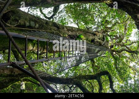 Tree Walk, O'Reilly's, Queensland, Australie Banque D'Images