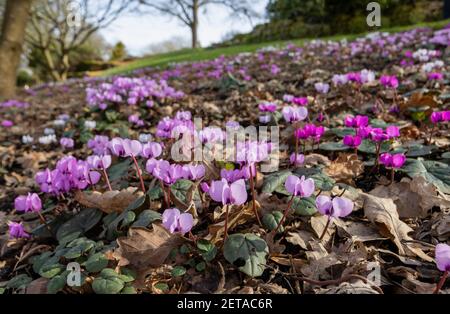 Un tapis de sol couvrant le coum de cyclamen magenta fleurit dans RHS Garden, Wisley, Surrey, au sud-est de l'Angleterre en hiver Banque D'Images