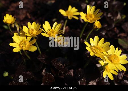 Ranunculus ficaria 'brazen Hussy' petit celandine brazen Hussy – jaune brillant en forme d'étoile fleurs sur les tiges vertes courtes, mars, Angleterre, Royaume-Uni Banque D'Images