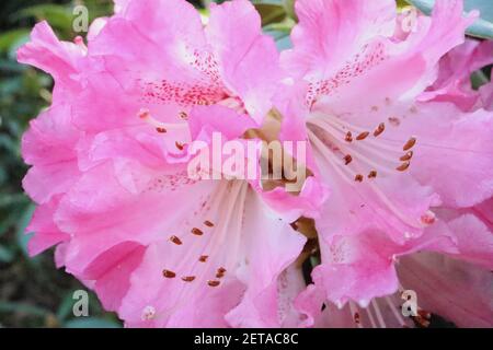 Rhododendron pulcherrimum fleurs blanches rose foncé, mars, Angleterre, Royaume-Uni Banque D'Images