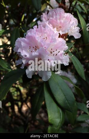 Rhododendron Rosa Mundi coquillages fleurs roses, sans blotch, mars, Angleterre, Royaume-Uni Banque D'Images