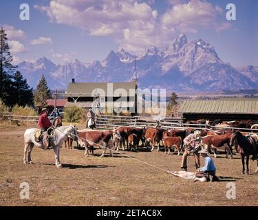 ANNÉES 1950 ANNÉES 1960 RANCH COWBOYS CHEVAUX ET BÉTAIL À L'ÉPOQUE DE LA MARQUE GRAND TETON MONTAGNES EN ARRIÈRE-PLAN WYOMING USA - KR7131 URW001 HARS WYOMING AMÉRIQUE DU NORD COWBOYS OBJECTIFS DE LIBERTÉ BÉTAIL NORD-AMÉRICAIN MAMMIFÈRES AVENTURE ET EXCITATION GRANT TETON VACHES OCCUPATIONS GRAND TETON CONCEPT DE LA COOPÉRATION DE MARQUE MAMMIFÈRE TOGETHERNESS CAUCASIEN ETHNICITÉ DOMESTIQUÉ BÉTAIL VIEUX À LA MODE Banque D'Images