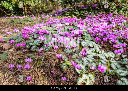 Le coum de cyclamen magenta fleurit dans le jardin d'hiver de Battleston Hill à RHS Garden, Wisley, Surrey, au sud-est de l'Angleterre en hiver Banque D'Images