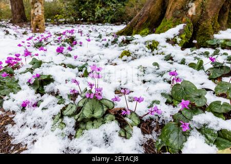 Floraison hivernale Cyclamen coum dans RHS Garden, Wisley, Surrey, au sud-est de l'Angleterre, avec de la neige au milieu de l'hiver sur le sol Banque D'Images