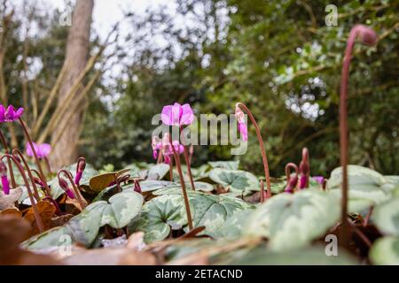 Floraison hivernale Cyclamen coum dans RHS Garden, Wisley, Surrey, au sud-est de l'Angleterre, au milieu de l'hiver Banque D'Images