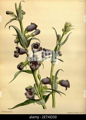 Penstemon gentianoides Paxton 071. Banque D'Images