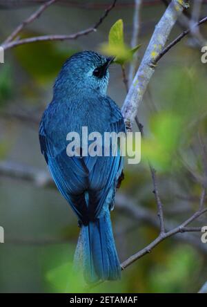 Un flycatcher Verditer visitant l'île de Lamma à Hong Kong. Banque D'Images