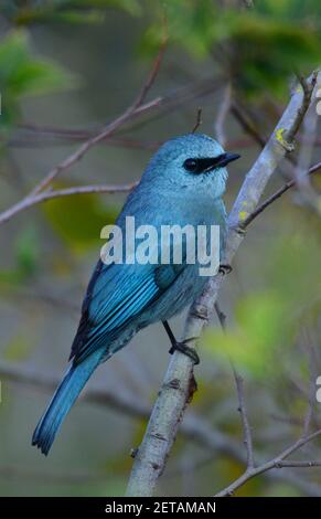 Un flycatcher Verditer visitant l'île de Lamma à Hong Kong. Banque D'Images