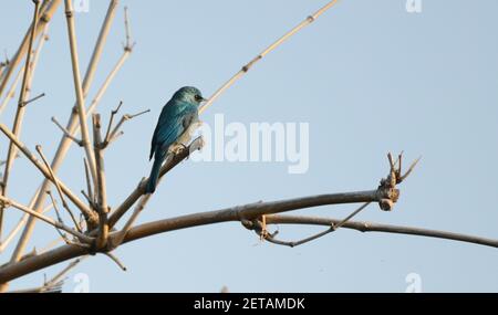 Un flycatcher Verditer visitant l'île de Lamma à Hong Kong. Banque D'Images