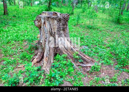 Vieille souche dans la forêt d'automne . Pourriture de l'ancien arbre Banque D'Images