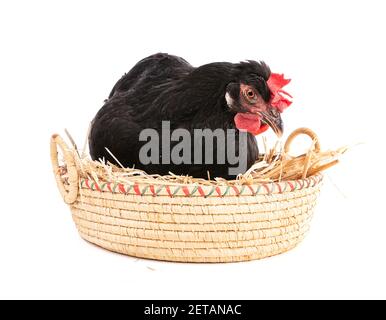 Poule noire dans un panier en osier avec des œufs sur un arrière-plan blanc Banque D'Images