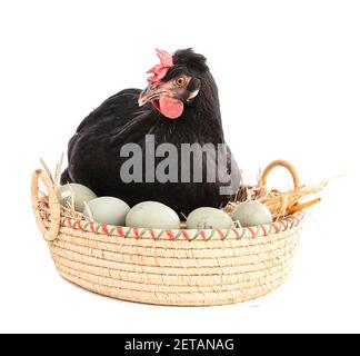 Poule noire dans un panier en osier avec des œufs sur un arrière-plan blanc Banque D'Images