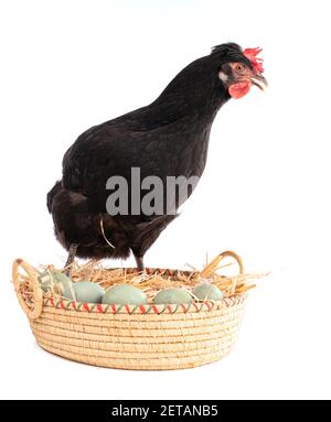 Poule noire dans un panier en osier avec des œufs sur un arrière-plan blanc Banque D'Images