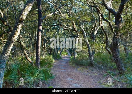 Chemin de pied à travers les arbres de broussailles de chêne dans les bois à Panama City Beach, Floride, États-Unis Banque D'Images