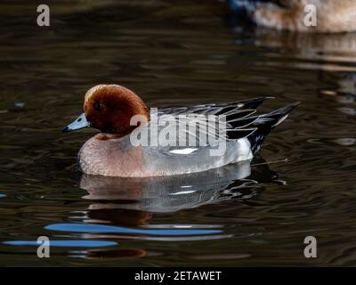 Photo sélective d'un canard d'esperon eurasien Mareca Pénélope dans un petit étang Banque D'Images