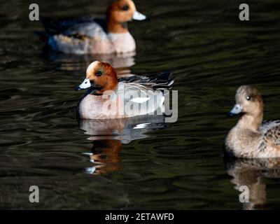 Un cliché sélectif de canards d'eau eurasiens, Mareca Penelope, dans un petit étang Banque D'Images