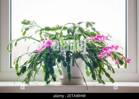 Le cactus de Noël (Schlumbergera) fleurit sur le rebord de la fenêtre Banque D'Images