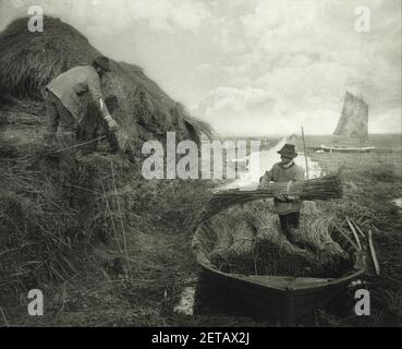 Peter Henry Emerson - Rucking the Reed Banque D'Images