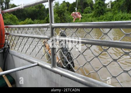Le crocodile d'eau salée (Crocodylus porosus) sort de la rivière Adélaïde à côté d'un bateau touristique, dans le territoire du Nord, en Australie. Banque D'Images
