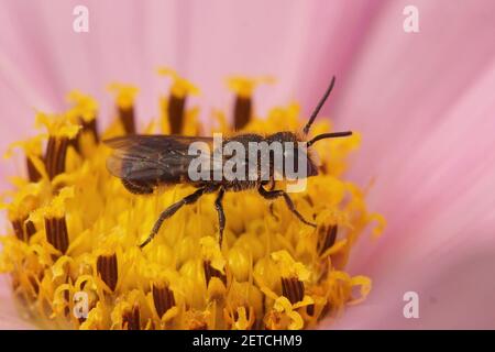 Une abeille résine à grande tête mâle, Heriades truncorum, sur la fleur pourpre de la plante Cosmos Banque D'Images