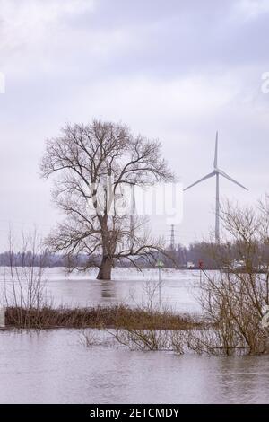 Cadre vertical des arbres stériles d'hiver qui sortent du Eau IJssel de rivière de haut niveau qui a inondé les plaines d'inondation avec énergie éolienne durable Banque D'Images