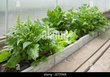 Épinards frais biologiques poussant dans une serre. Banque D'Images