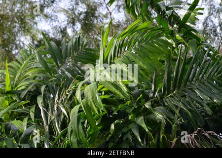 La flore de feuilles de palmier (Arecaceae) croît dans la saison humide tropicale des îles Tiwi, en Australie. Banque D'Images