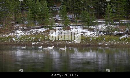 gros plan d'un cygnets et d'adultes de cygnes trompettes nageant sur la rivière yellowstone au parc national de yellowstone dans le wyoming, aux états-unis Banque D'Images