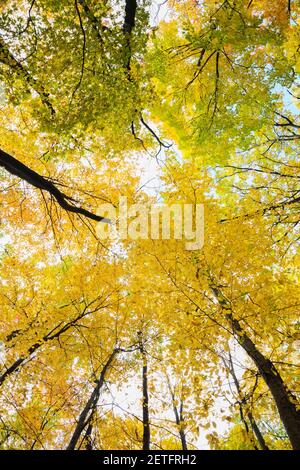 Vue sur la forêt d'arbres à feuilles caduques mixtes en automne Banque D'Images