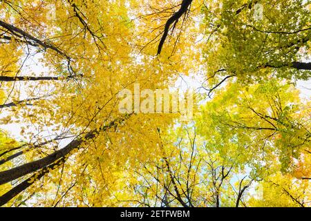 Vue sur la forêt d'arbres à feuilles caduques mixtes en automne Banque D'Images