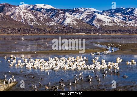 Une vue large d'un grand troupeau de pélicans blancs américains (Pelicanus erythrorhynchos) dans une formation de pêche dans la zone de gestion de la sauvagine de Farmington Bay. Banque D'Images