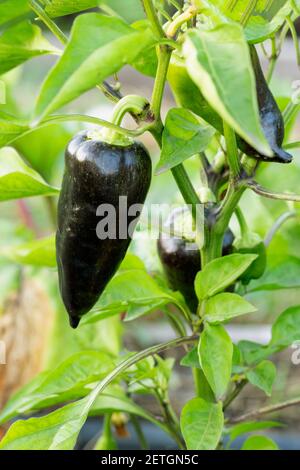 Poivre noir capsicum annuum piment chaud légume cultivé dans le jardin. Banque D'Images