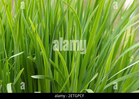 Arrière-plan de l'hemerocallis fulva herbe. Hemerocallis fulva gros plan avec la maquette Banque D'Images