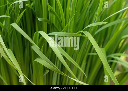 Arrière-plan de l'hemerocallis fulva herbe. Hemerocallis fulva gros plan avec la maquette Banque D'Images