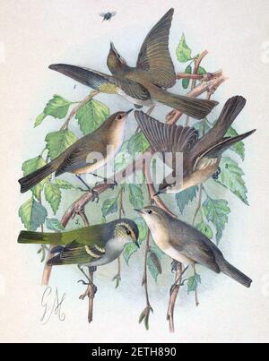 Phylloscopus collybita tristis & Phylloscopus sindianus & Phylloscopus humei mandellii 1889. Banque D'Images