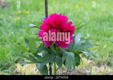 Fleur Paeonia officinalis gros plan. Paeonia officinalis s'est épanouie sur le site Banque D'Images