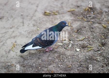 Un bel pigeon au sol en gros plan Banque D'Images