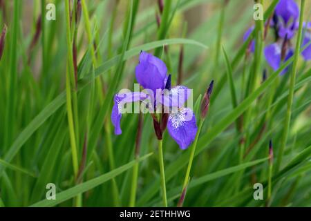 Fleur Iris sibirica gros plan. Iris sibirica s'est épanouie sur le site Banque D'Images