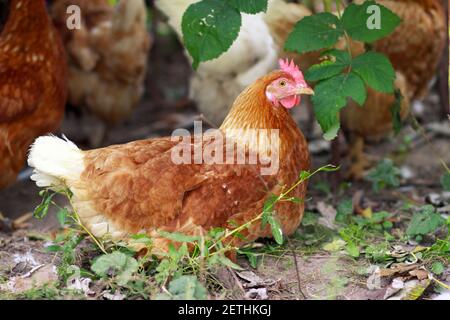 Une poule hache des œufs dans le jardin Banque D'Images