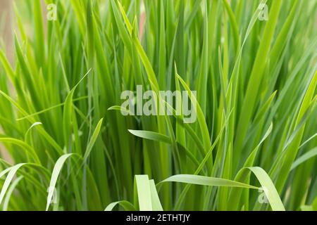 Arrière-plan de l'hemerocallis fulva herbe. Hemerocallis fulva gros plan avec la maquette Banque D'Images