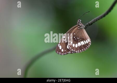 Magnifique papillon (Lepidoptera) perché sur une corde à linge, entouré par la flore tropicale pendant la saison humide monsoonale des îles Tiwi, en Australie. Banque D'Images