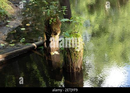 Des arbres ont été abattus sur l'eau de la rivière, surcultivés avec de la mousse. Arrière-plan avec espace de copie Banque D'Images