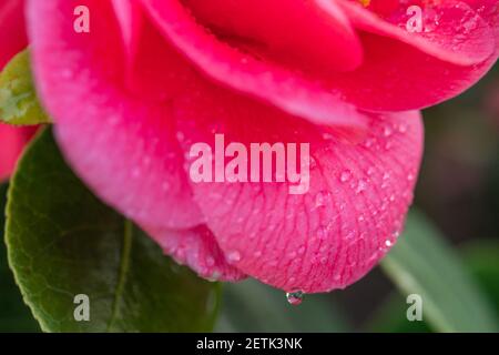 Tête de fleur de camélia rose ( Japonica Camelia) sur un buisson vert luxuriant avec des gouttes d'eau après la pluie dans le jardin, très gros plan Banque D'Images