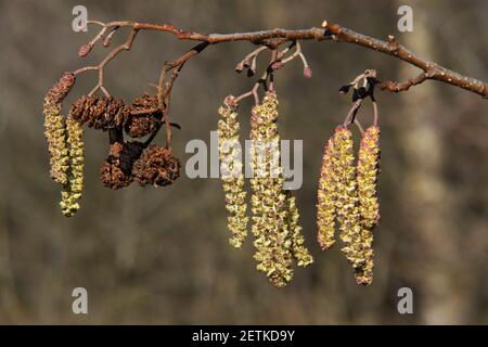 Chatons au printemps, nouvelles inflorescences féminines et fleurs femelles matures, nouvelles et anciennes, semblables à des cônes, d'aulne noir européen Banque D'Images