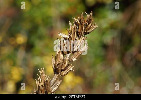 Des gousses communes de graines d'onagre (Oenothera biennis) et un jardin hollandais décoloré en arrière-plan. Fin de l'hiver. Pays-Bas, mars Banque D'Images