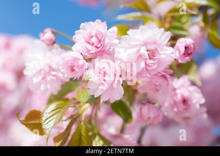 Fleurs rose clair de cerisiers en fleurs (Sakura) contre le ciel bleu. Faible profondeur de champ. Mise au point sélective. Banque D'Images
