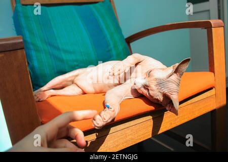 Une maîtresse jouant avec un chat Sphynx canadien en train de bronzer dans une posture amusante sur un fauteuil en été. Toucher la patte du chat. Photo de haute qualité Banque D'Images