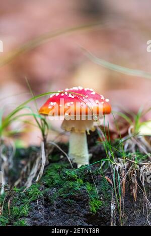 voler agaric dans une forêt Banque D'Images