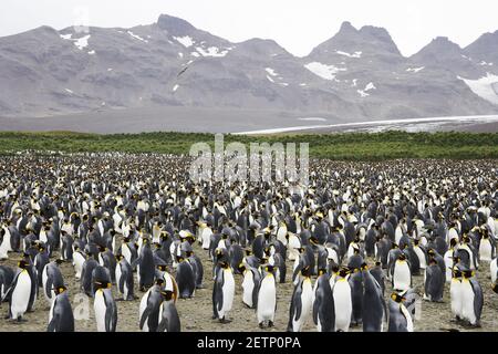 Grand pingouin - immense colonie reproductrice Aptenodytes patagonicus Salisbury Plain Géorgie du Sud Banque D'Images